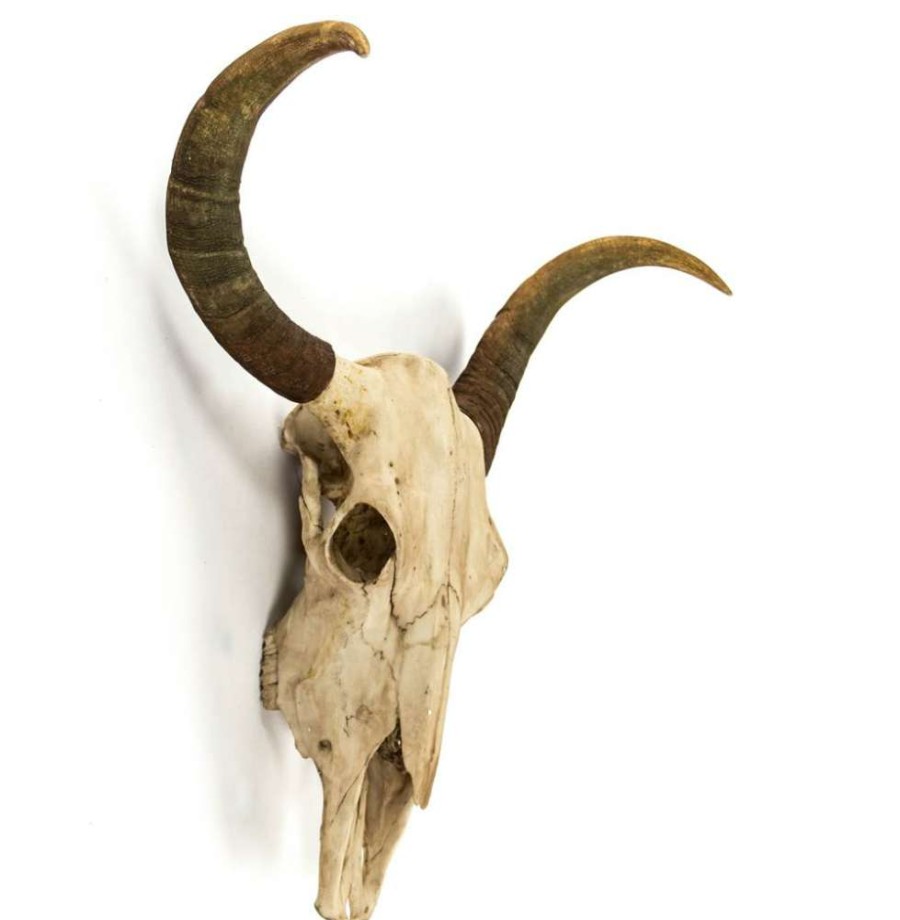 Decor * | Toro Rustic Lodge Bull Head Skull Reproduction Wall Mount Sculpture Best Quality