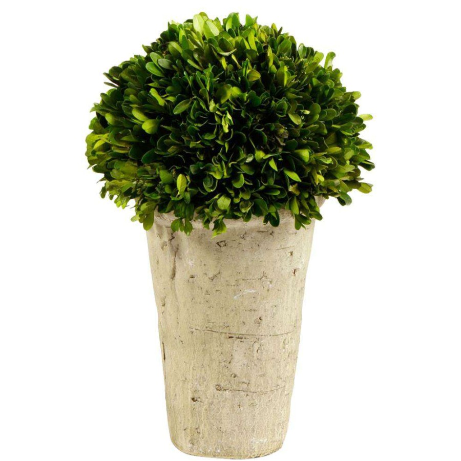 Decor * | Haven French Country Hand Preserved And Assembled Boxwood In A White Pot High Quality